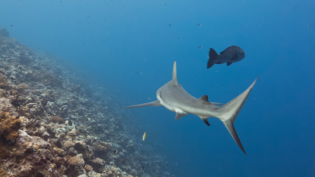 Gray Reef Shark Swimming Over Reef