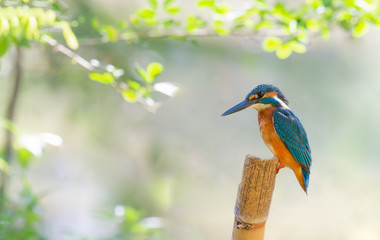 Common Kingfisher (Alcedo atthis) perching on a bamboo branch.