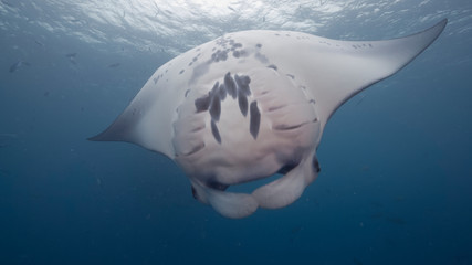 Manta ray swimming and feeding in blue water