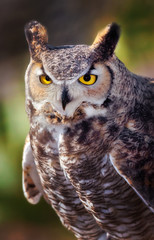 Great Horned Owl in Sonoran Desert Daytime Close up