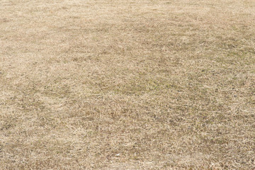 field where grass is dead in winter