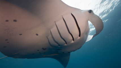 Manta ray swimming and feeding in blue water