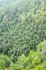 Forest in Lohaghat, Uttarakhand, India