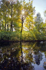 Fototapeta na wymiar trees with colorful foliage in autumn Park