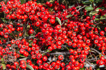 red fruits that is ripe and dense