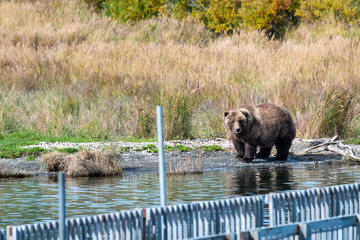 Obraz premium Large adult female Alaskan brown bear standing on edge of Brooks River, bridge in foreground, fall foliage in background, Katmai National Park, Alaska, USA 