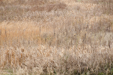 field where grass is dead in winter