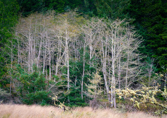 Trees In River Bottom
