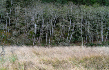 Trees In River Bottom