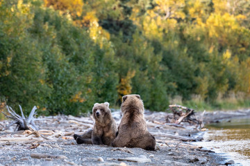 Fototapeta premium Two young sub-adult Alaskan brown bears on the Naknek Lake beach play fighting, Katmai National Park, Alaska, USA 