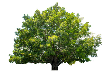 The tree is completely separated from the white ba background Scientific name Ficus religiosa
