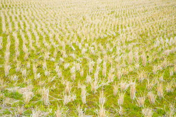 paddy field in winter