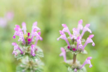 Obraz premium flowers of henbit