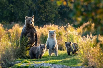 Fotobehang Large adult female Alaskan brown bear with three cute cubs standing on a grassy spit of land in the Brooks River, Katmai National Park, Alaska, USA   © knelson20