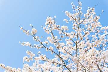 Fototapeta premium cherry blossoms in full bloom
