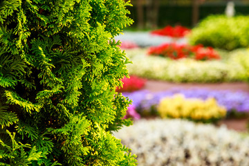 Fototapeta premium Bush of arborvitae leaves in the blurred background of colorful beds of flowers. Decorative thuja tree in the garden. Shallow depth of field.