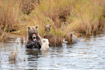 Plakat Large adult female Alaskan brown bear standing in Brooks River with three cute cubs, eating a salmon, Katmai National Park, Alaska, USA 