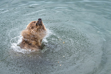 Funny young sub-adult Alaskan brown bear standing in Brooks River shaking water off head, Katmai National Park, Alaska, USA
