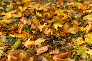 Yellow fallen leaves on the ground.  Macro photo of  foliage in warm sunlight. Seasonal holidays...