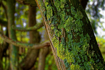 old tree trunk covered with moss