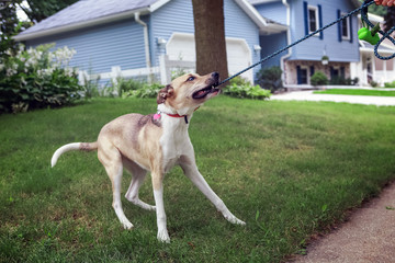 Cute young dog tugging and biting on its leash while playing on a walk
