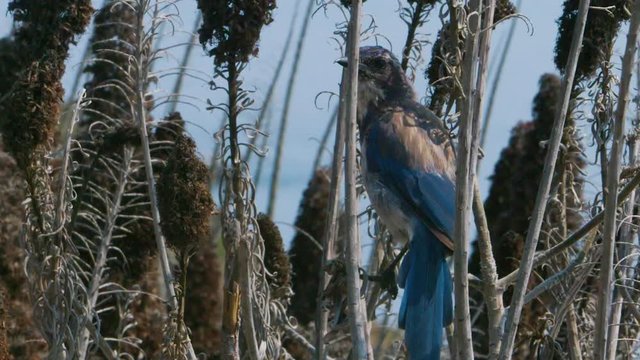 Blue California Scrub Jay Bird hides in foliage along cliffs of Marin Headlands
