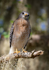 Red-shouldered Hawk