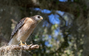 Red-shouldered Hawk