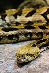 Timber Rattlesnake