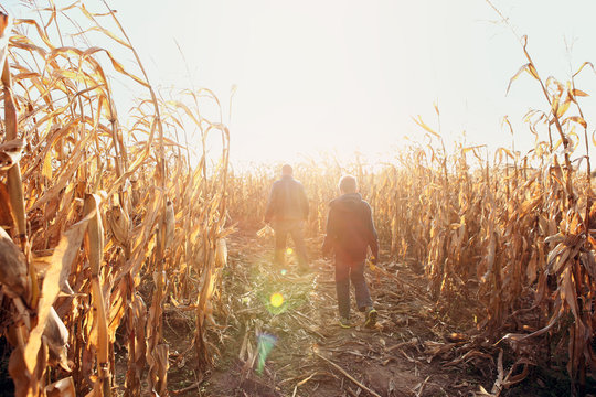 Father and son walking in dried corn stalks in a corn maze