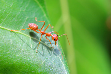Red ant (Oecophylla smaragdina),Action of ant on a green leaves.