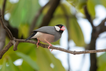 Java Sparrow , One of the most beautiful bird in the world.