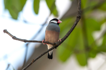 Java Sparrow , One of the most beautiful bird in the world.