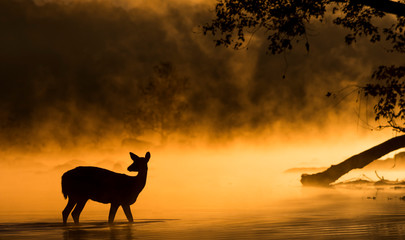 Fototapeta na wymiar Deer Wading In River