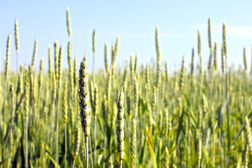 A landscape with a wheat field, growing in the summer, a rural scene with a wheat field. summer ripens in agriculture