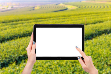 Hand using mock up computer tablet on the tea plantations background with copy space