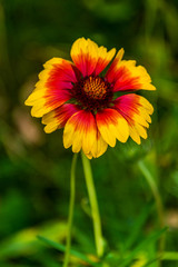 Red and Yellow Flower