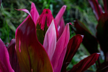 Tropical garden plant closeup photo. Vibrant pink leaf texture. Natural pattern on exotic plants