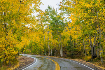 Obraz premium Autumn Road