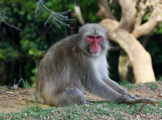 Arashiyama Monkey Park in Kyoto, Japan