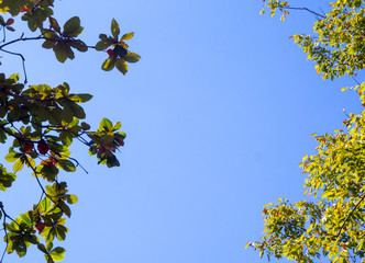 Bright leaves on blue sky and sunlight background