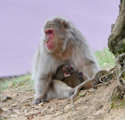 Arashiyama Monkey Park in Kyoto, Japan