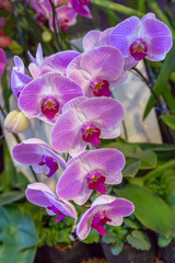 Orchids