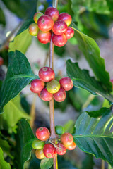 Coffee tree with coffee bean on cafe plantation