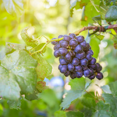 Warm light vintage Branches of red wine grapes growing, with copy space