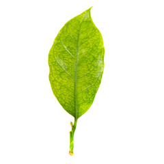 Green coffee leaves isolated on a white background.