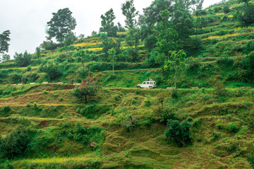 Fields in Himalayas  - Lohaghat, Uttarakhand, India