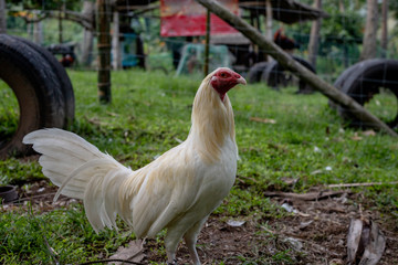White rooster in summer garden. Fighting rooster without crest. Cock fight bird. Red head of white rooster.