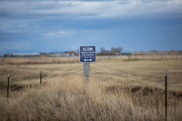 Sheep and gaurd dog crossing sign, in the country.
