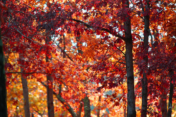 Oak tree in autumn